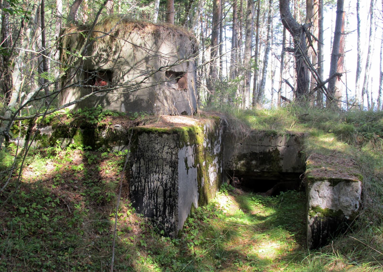 Moss-covered concrete of coastal battery no. 5 among pine trees on Naissaar