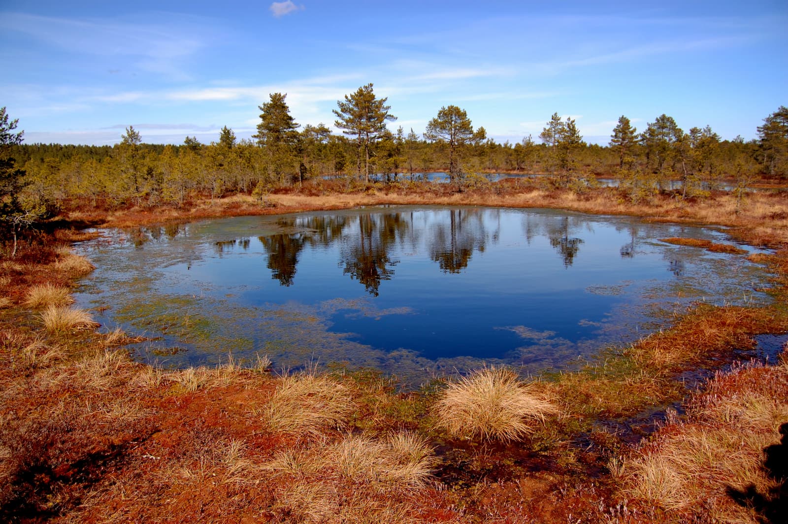 A bog pool reflecting pine trees and sky in Viru bog, Lahemaa National Park