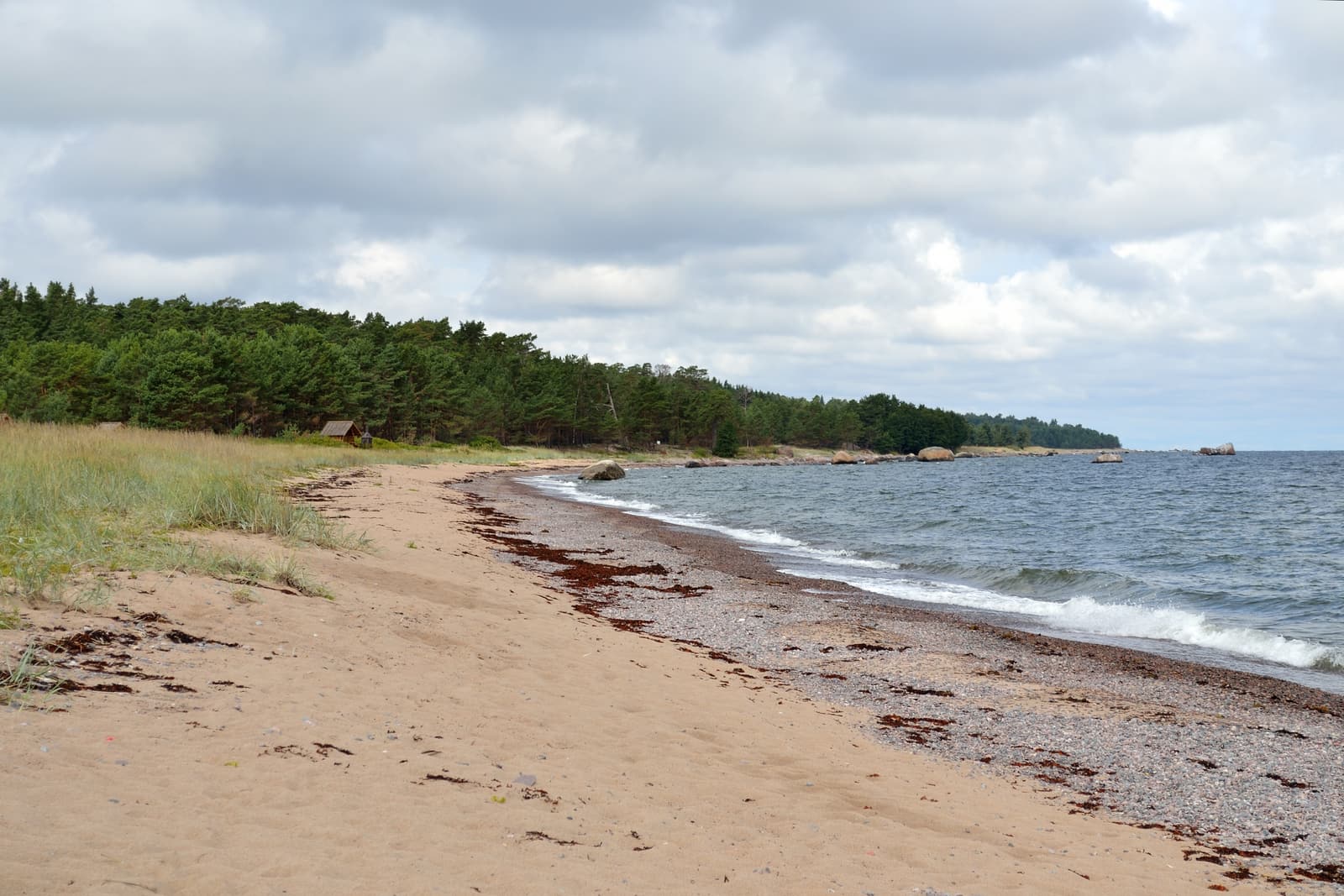 A sandy beach curving along the pine-forested coast of Naissaar