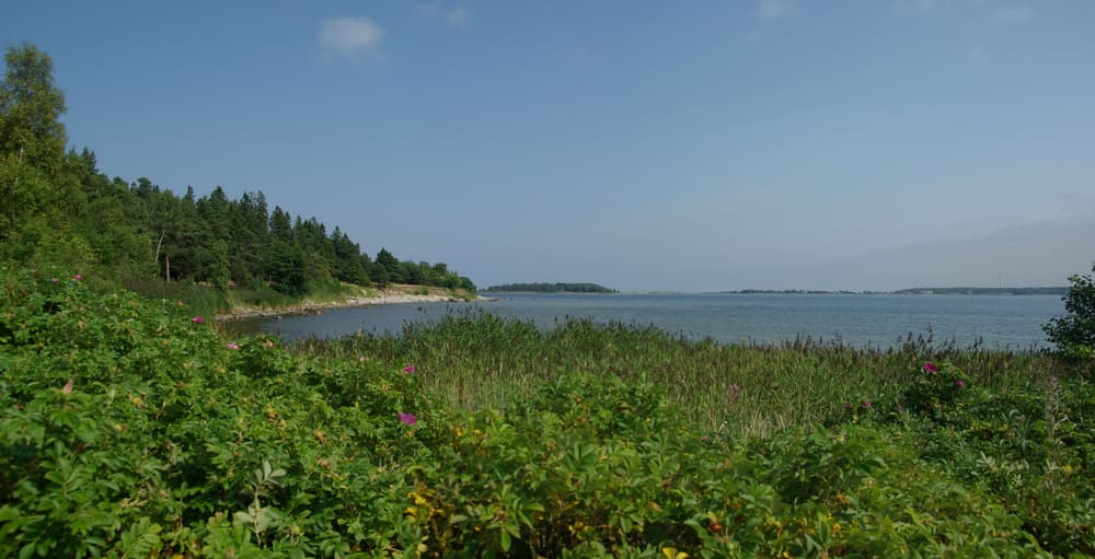 The reed-fringed coast of Aegna island with the sea beyond