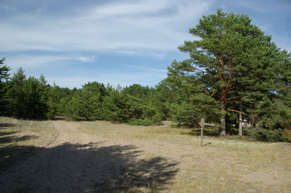 Pine trees and sand dunes on Prangli island